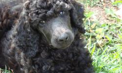 Wonderful 10 week old black pups, shots, microchips, and puppy kit. Looking for qualified owners. 801-513-0687 Go to http://tinyurl.com/poodlepups for more pictures.