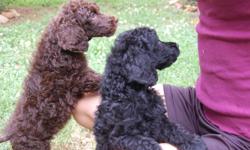 AKC Registered Standard Poodle Puppies available: 3 Chocolates Males and 1 Black Male still available, health record, tails docked to the correct length, wormed, first puppy shots, clipping and bathing experiences ongoing. Ready to join your family now.