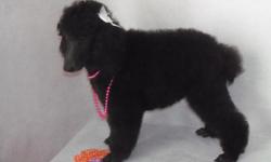 ~ PRINCETIN POODLES ~
AKC Standard poodle puppies born on May 02, 2010, ONLY 5 LEFT, 1 black girl, ~~~~~ and 3 males, 2 apricots and 1 black. Ready to go now at 8 weeks old. Weight at maturity about 50 lbs. Parents pictures are in the above pics. Dam is