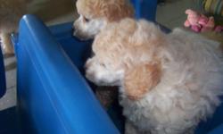 I HAVE 2 MALE APRICOT TOY POODLES, THAT NEED A LOVING HOME. THEY ARE 11 WEEKS OLD. THEY ARE AKC REG. UP TO DATE ON SHOTS, BEEN WORMED. THEY ARE VERY SOCIALABLE, LOVE CHILDREN! THEY HAVE BEEN HOME RAISED WITH LOTS OF ATTENTION. HEALTH GUARANTEED. IF YOU