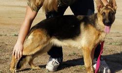 Beautiful 10 month old female German Shepherd. Her father is V Garth Vom Hubbard, SchH2 KKL1 and her mother is V Becky Von Viera, SchH2. Both parents have a stamped hips. This female will make a excellent breeding addition. She is a good protection dog,