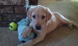 AKC 10-week old Yellow Female Labrador retriever for sale.&nbsp; She has champion lines, and is a great dog for families, hunting and hiking.
