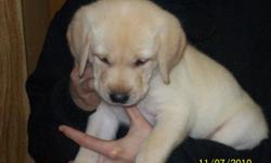 Yellow labs born 1/12. Light to cream colored. Dew claws removed vet checked and all vet work done.
We have 3 males left, mother is English style dog, laid back and great with kids #72. Loves to hunt and swim. These little guys are ready to go. They make