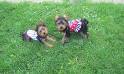 akc yorkies born march 29th 2011 one male and one female puppys are up todate on shots and come with one year health guarantee