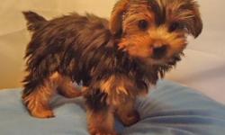 Nice registered AKC & ACA Yorkie Puppies, Males & Females. $400 & up Delivery to the Buffalo/Niagra Falls areas on October 4th for $75 delivery fee. We also have YorkiPoos, YorkiChons, Morkies & other Yorkie Mixes. Call to reserve your puppy now & have it