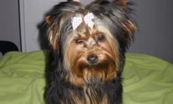 Adorable baby doll faces, 2 males, 2 females. Black and deep brown. Ready to go memorial day weekend. Home raised in my living room. I have been breeding yorkies for more than 20 years. Call Louise at 616-772-1355