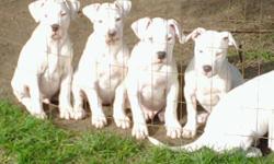 All White pitbull puppies. ADBA registered. Mom weighs about 80 lbs,all white. Dad weighs about 90 lbs, all white. Puppies are going fast, born on 7-7-10. Up to date on shots and wormer. Call Dean (636)359-0110
