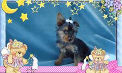 Amazing CKC Yorkshire Terrier. She will be blue and Gold when grown. She has a wonderful disposition. She gets very excited when kissed and loves to have attention and to play. She is current on vaccines and worming and will be a great addition to a