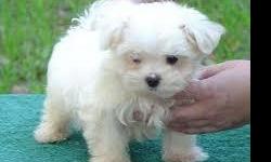 We have a &nbsp;female adorable Maltese puppy for sale. Her&nbsp; name is Mimi and she is very lovely, very playful especially with kids. she have been potty and house trained and you will not spend any of your time trying to train them. She is six weeks