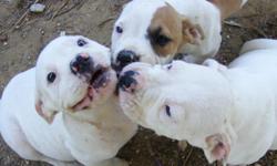 13 Amer bulldog puppies born June 18 2011 to reg. nat. kennel dame & sire. Gentle, non-fighting stock, varied colors. Contact scoutskennel@gmail.com or celticbird105@aol.com or 225-303-7322