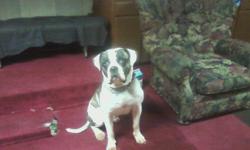 American Bulldog, ,Great guard dog, house trained 3 years old, male, Johnson, ARF registered. One owner better in home with no kids. Free to good home. please contact Terrence @ 323-984-3093.