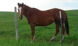 For sale is a 6 year old healthy, registered, broodmare with Sugar Bars and Smart Chic Olena bloodlines. She stands 14.3 hands high and is very friendly. Her name is Lucky Sugar Chic, had a colt last year and is open this year. She is halter broke, and
