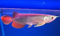 Scleropages formosus Red Tail Golden Mahato 5.4 - 6.7in text me on (917) 960-8932 for more