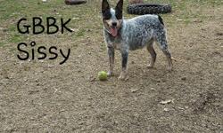 Garretts Baby Blues Kennel (GBBK)&nbsp;Australian Cattle Dog puppies, aka Blue Heeler and Red Heeler. Holds are pending and upcoming litter is due March 11,16! Photos of those Parents are Included. We also have two upcoming Mothers to Be with litters due