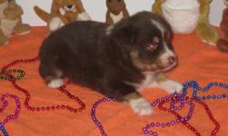 REDUCED!!!! ONLY $300 FOR A MINI AUSSIE!!!!
ONLY 1 FEMALE MINI PUP LEFT!
Australian Shephard 1 MINI puppy! A gorgeous 19 WEEK OLD waiting to be added to your family!
1 Red tri left. Tail and dewclaws are done already. UTD on all shots and worming, & heart
