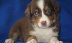 Beautiful ASCA registered Australian Shepherd puppies(the
sire is registered with AKC also) born on January
11. Our blue merle male was bred with
our tri-color female. Both parents come from
outstanding show and working champion lines ( like
Dixiana,
