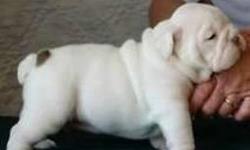 We have a male and a female English bulldog puppies ready for a new home . They are vet checked and are updated on all shots and dewormed . These puppies are very playful with kids and other pets . They will be coming alongside all their health papers ,