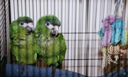Super sweet and playful hand fed baby Hahn's Macaws for sale by Breeder. These birds make wonderful pets for a lifetime. Please call Samuel at 603-204-7060 with any questions. I am a breeder and not a pet store.