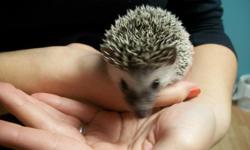 Baby hedgehogs for sale from knowledgeable, experienced breeder. Handled since two weeks of age; very friendly hedgies! Come with food and care guide.
$150 each **Compare to the pet store prices of $200-250 in the GR area**
Come visit them today!