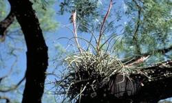 ball moss for crafts....Ball moss (Tillandsia recurvata) is a small, nondescript plant commonly found in southwest Texas. It is not a moss, but a true plant with flowers and seeds. It is a member of the bromeliad family, so it is related to the pineapple.