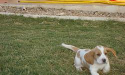 ckc registered basset hounds
2 male tri color
1 male red and white