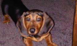 We have 1 black and tan female left and ready to go home. She is 12 weeks old, and has had her first shots.Very lovable loves being held. She gets along great with other dogs and children. She picks up on basic commands very well, already knows sit and