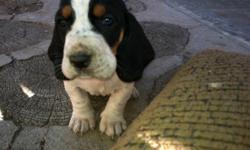 Cute purebred basset hound puppies they dont have papers and need shots thats why iam asking a lower price for them please contact me at 5616883695 or email me at carlos.camacho@email.tlc.edu for more info they are 6 weeks old and ready to go home. i have