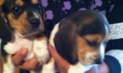 beagle puppies for sale purebred, &nbsp;6 weeks old , &nbsp;first shot and deworming, &nbsp;3 males and &nbsp;2 &nbsp;females available , &nbsp; &nbsp;$250 each &nbsp;please call or text &nbsp;915 243 38 37 &nbsp;el paso texas