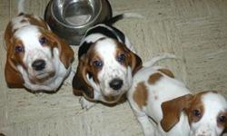 Beautiful family raised AKC registered basset puppies. Born 11/18/10. 7 tri-colored (4 female/3 male) and 2 yellow/white (female). First shots / wormed.