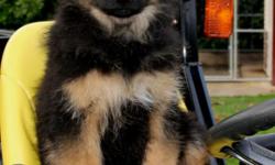 &nbsp;We have been raising German Shepherd Dogs for over 30 years. Our goal is to produce a high quality puppy through excellent breeding.
&nbsp;
We strive for puppies with a good temperament, sound structure, companionship and loyalty.
&nbsp;
Parents on