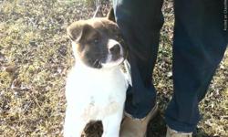 Akita Pups for sale. AKC Registered, Shots and Wormed. Ready 4-7-11 Deposit to hold. Please call for more info. 618-401-5240