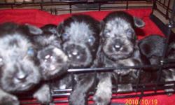 I have beautiful miniature schnauzer ready by november 11 2010. Girls and boys, salt/pepper and black color available. Asking 30.00 deposit to pick your puppy. They have their tail dock, will be vaccinated, dewormed and haircut groomed.If you are