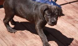 I have blue black fawn and brindle cane corso puppies for sale. I am a reputable breeder in somerset nj. If you want a great pet or a motivated working dog I have both. My dog is currently is shutzhund training and I have puppies with excellent drive. If