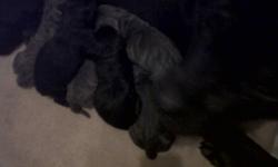 Cane Corso Italian Mastiff Pups for sale. Registered, Tails docked, Shots, Declaws removed and Wormed. Blues and Blacks, Born 2-10-11......Ready 3-24-11. Deposit to hold Please call for more info. 618-401-5240 These pups have great confirmation and home