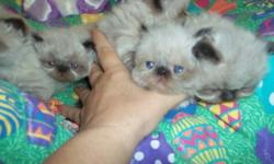5 Beautiful CFA Registered Seal point Hemalayan /Persian Kittens 4 weeks old Born March 10 -11 . will be ready to go to their forever home at 10 weeks old on May 19 . 3 males 2 females.
they have beautiful blue eyes . Before going to their new home they