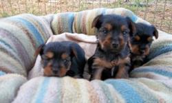 Most adorable CKC Yorkie pups, tail docked and dew claws removed, first shots and worming, these babies have been hand raised in our home, we only raise Yorkshire Terriors, check out our website, www.rosiespreciouspups.com, these pups will range in size