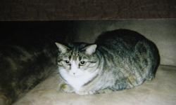 Hi My name is Belle. I was abandoned when my family lost there home to forclosure. I was wondering in the streets when a nice lady took home to her home. She can not keep me because she is allergic and has asthma. I am approx 5-7 yrs old. I am spayed and