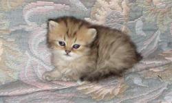 What is soft, furry and adorable? Persian kittens, of course. CFA registered purebred. Born July 4, 2010, 2 females and 2 males. Goldens $400 Located off I-5& Hwy 12 near Mossyrock Call 360-985-0422 for directions and information.