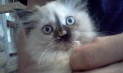 We have&nbsp;2 beautiful Himalayan kittens for sale including a FLAME POINT!&nbsp; Born 7/1/2012 they&nbsp;are highly socialized to adults, small children and large dogs and they&nbsp;are also&nbsp;fully weaned, litter trained and have had&nbsp;their