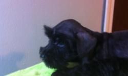 Last two left - Solid Black Female Miniature Schnauzer 10 week old puppies. UTD on shots and worming. For additional information please
call - leave a message if no answer and I will call you back. Health guarantee. 936-827-2969