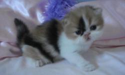 GORGEOUS FLUFFY PERSIAN KITTENS HEALTHY PLAYFUL LITTERBOX TRAINED RAISED IN MY HOME AND GIVEN DAILY DOSES OF HUGS AND KISSES AND SHOWED LOTS OF LOVE WE HAVE ONE LITTLE ANGEL READY FOR HIS HOME NOW THE OTHERS WE ARE TAKING DEPOSITS ON FOR MORE INFO ON OUR