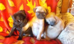 Male and female baby pugs JUST REDUCED!!! to get them to their new homes. These make wonderful family pets that get along well others!!! They have had two sets of shots and wormings. They are 12 weeks old and are being paper trained and doing great. I
