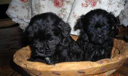 We have male shipoo puppies and 1 female shipoo puppy. These puppies are very loving and so precious, they love to be held and are very gentle.They are ready for new loving forever homes and will have there first shots and worming. Males are 300.00 and