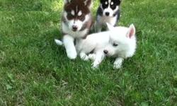 We have male and female and male Siberian husky puppies available to a companion, performance, or show House-breaking, leash and crate-training are already started and he is doing great. . They have been dewormed three times and they have had their first