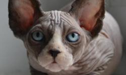 I have lovely (sphynx wi,completely bare.They are available to a pet or breed home fully vaccinated, wormed, flead, microchipped insured, CFA or TICA Reg etc.Kittens are born and raised in family home,very well socialised and they have the incredible