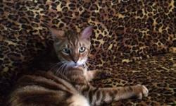 I have a 10 year old Marble F4 Bengal neutered male cat. He is good with dogs.