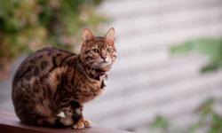 Beautiful adult male Bengal cat needs new home.&nbsp; He is accustomed to other cats and dogs. He was born on 10/10/10.&nbsp; Neutered.&nbsp; Healthy.&nbsp; Social.&nbsp; Beautiful markings.&nbsp; Purchased from Traipse Bengals.&nbsp; See website: