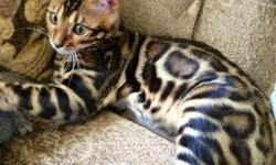 Bengal kittens and Savannah kittens&nbsp;male and females&nbsp;available!!!
Newborn Bengal kittens&nbsp;1 week old will be ready to go at 8 weeks old. Prices go from spotted pure bred tica registered Bengal kittens at $950 to $1250, and&nbsp;extra large
