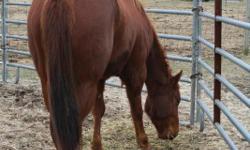 BIG GENTLE QH GELDING,NO PAPERS. WILL BE 4 MID SUMMER. UTD ON EVERYTHING. DOES SOME FUN TRICKS-COUNTS, YES & NO, HUGS AND KISSES. VERY QUIET ON ROADS OR ON TRAILS. GOOD HORSE FOR THAT NON-HORSEY BOYFRIEND,OLDER YOUTH, OR ANYONE THAT IS IN NO HURRY TO GET