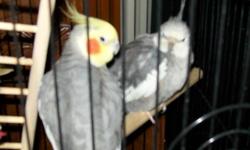 All in good health I no longer have the room for all them I have 4 cockatiels and&nbsp;1 Quaker $50 each for the Cockatiels and $75.00 for the Quaker. I also have the cages I will sell them for $25.00 each